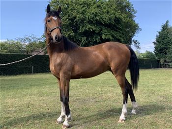 Cheval d'attelage jument yearling