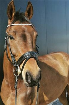 VENDU Hongre Rheinländer de 15 ans, cheval de famille