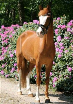 Magnifique poney polyvalent