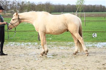 Hongre poney Palomino E, cheval de conte de fées !