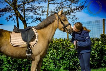 Magnifique poney de sport Welsh palomino 134 cm section B à vendre !